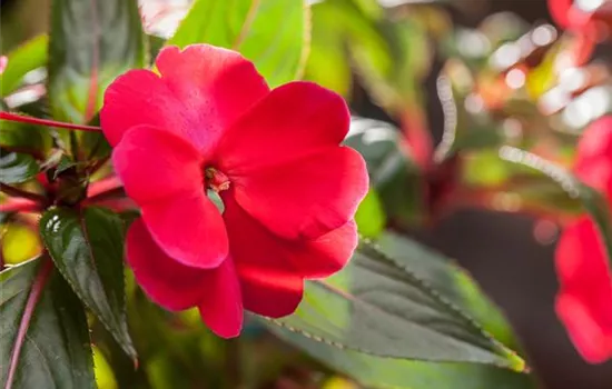 Impatiens neuguinea, rot