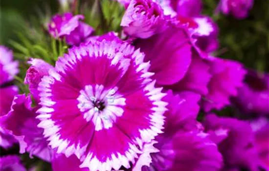 Dianthus barbatus