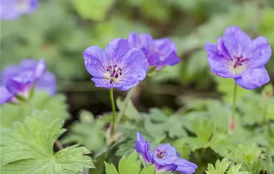 Geranium wallichianum 'Rozanne'®