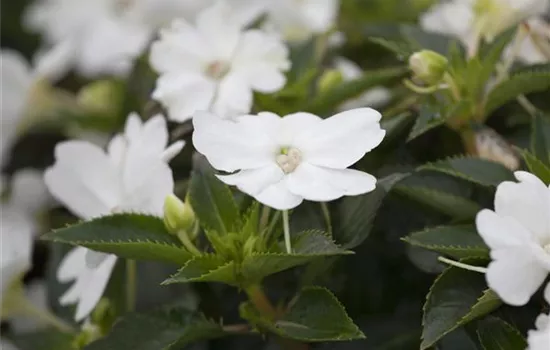 Impatiens neuguinea, weiß