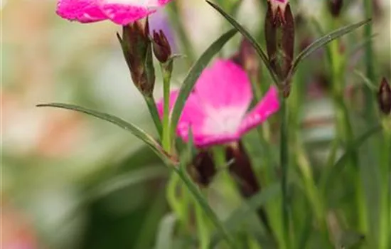 Dianthus 'Kahori'®