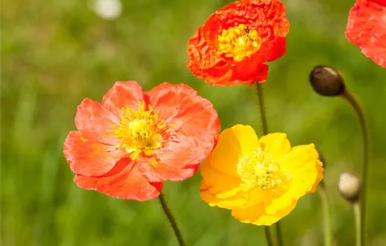 Papaver nudicaule