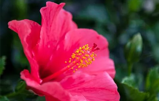 Hibiskus – die tropischen Schönen