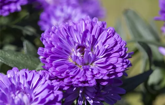 Aster 'Victoria'®