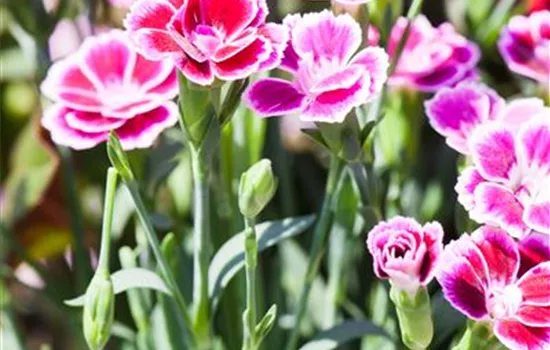 Dianthus 'Pink Kisses'®