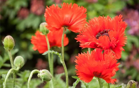 Papaver orientale