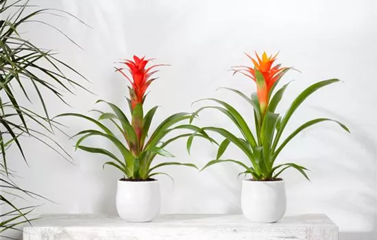 Blühende Bromelien