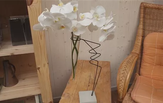 Orchidee - Anschneiden für den Heimgebrauch