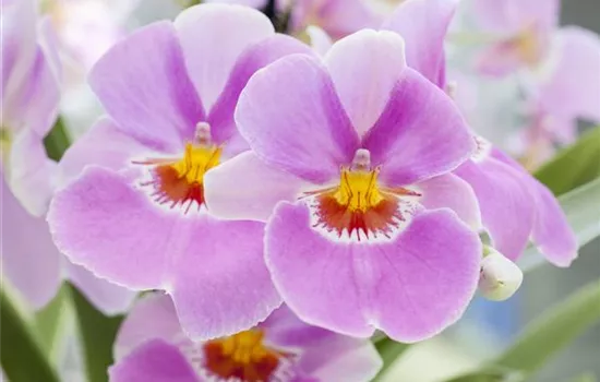 Miltonia