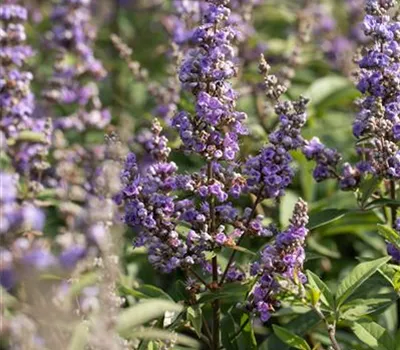 Vitex agnus-castus