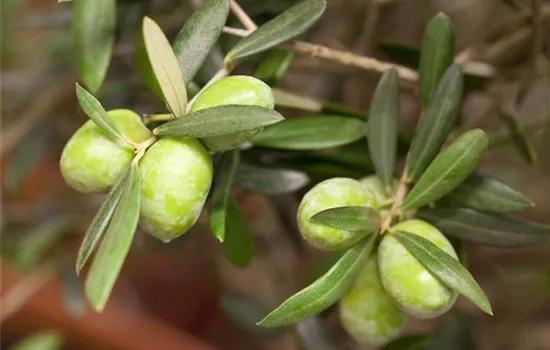 Olea europaea