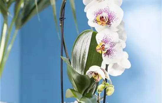 Phalaenopsis 'Waterfall'