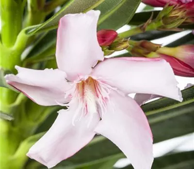 Nerium oleander