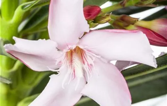 Nerium oleander