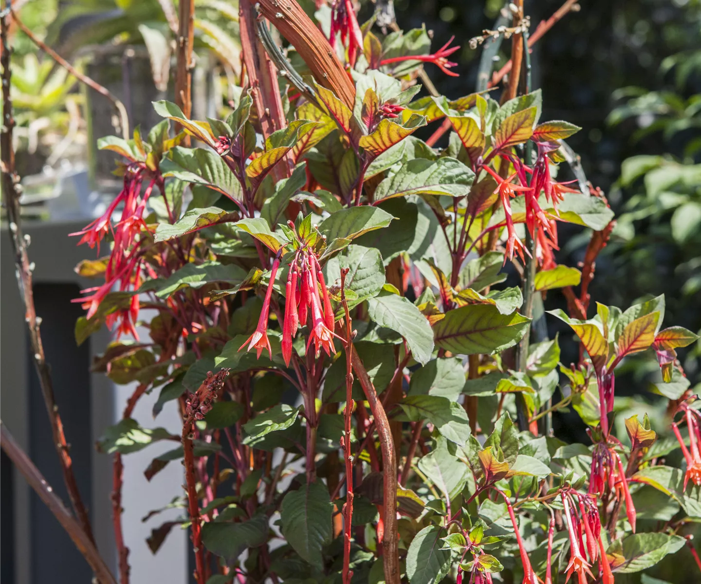 Winterschlaf für Geranien und Fuchsien