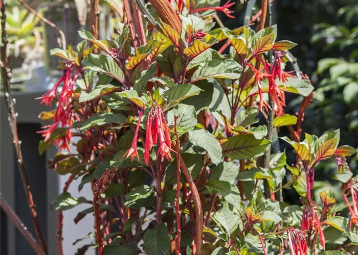 Winterschlaf für Geranien und Fuchsien