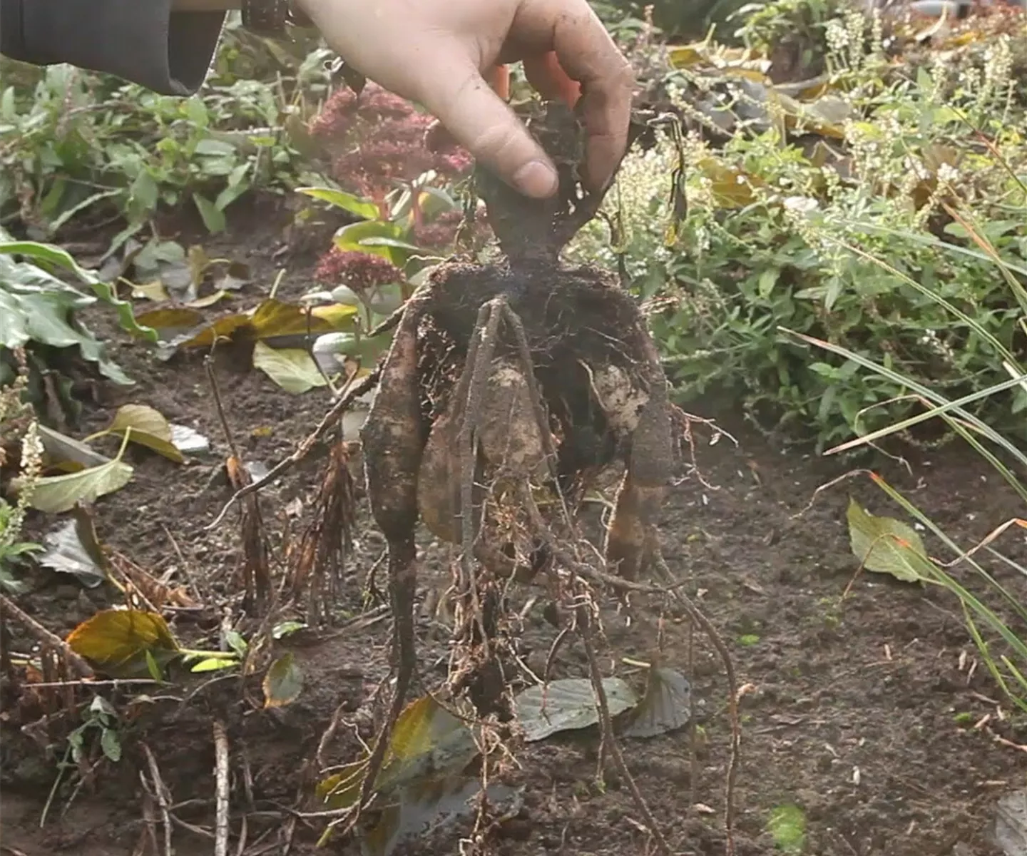 Diese Arbeiten sind jetzt im Garten noch nötig