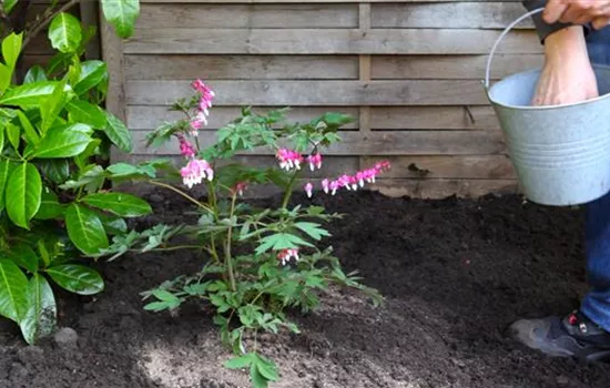 Tränendes Herz - Einpflanzen im Garten