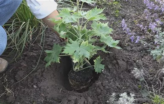 Rittersporn - Einpflanzen im Garten