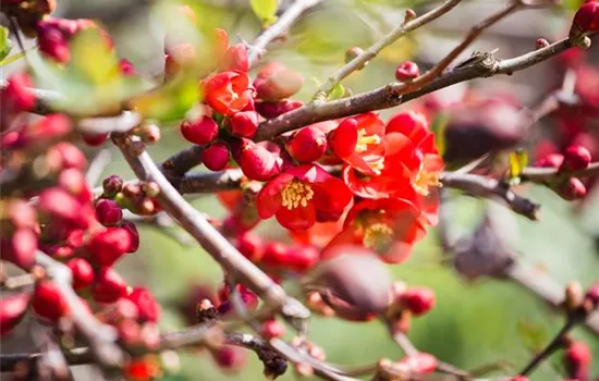 Chaenomeles japonica