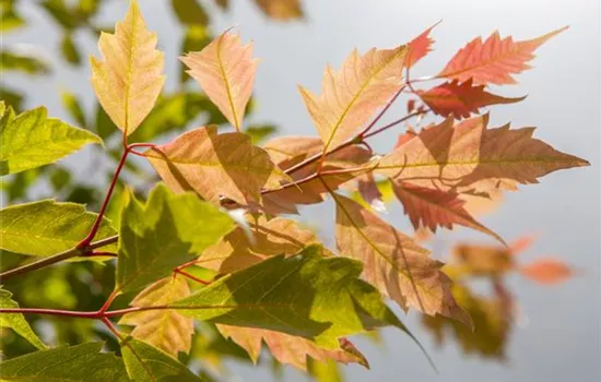 Der herbstliche Garten schön in Form