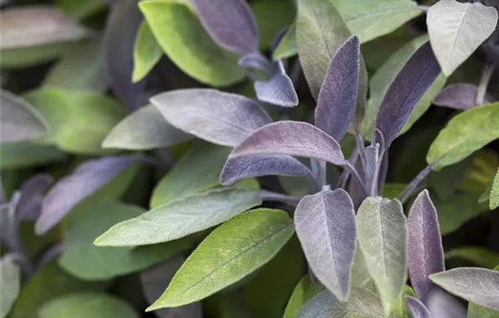 Salvia officinalis 'Purpurea'